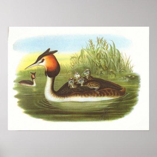 Gould - Great Crested Grebe - Podiceps cristatus Poster (Voorkant)