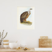 Gould - Griffon Vulture - Gyps fulvus Poster (Keuken)