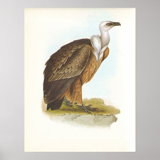 Gould - Griffon Vulture - Gyps fulvus Poster (Voorkant)