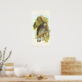 Gould - Honey Buzzard - Pernis apivorus Poster (Keuken)