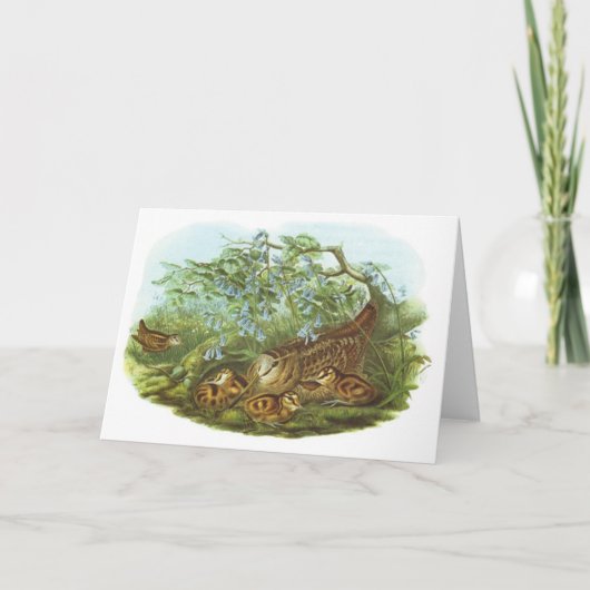 Gould - Houtsnip - rusticola Scolopax Kaart (Voorkant)