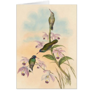 Gould Hummingbird and Orchids