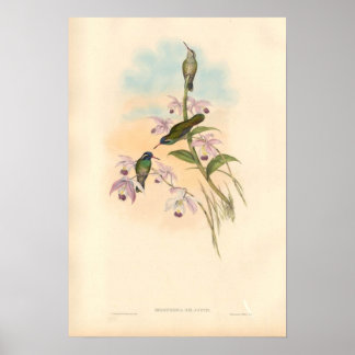 Gould Hummingbird and Orchids Poster