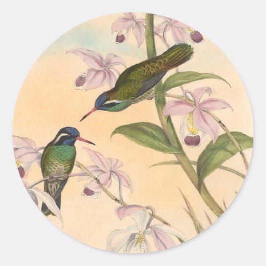 Gould Hummingbird and Orchids Ronde Sticker (Voorkant)