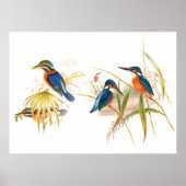 Gould Kingfisher Birds Poster (Voorkant)