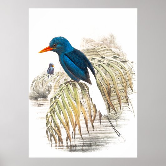 Gould Kingfisher Birds Poster (Voorkant)