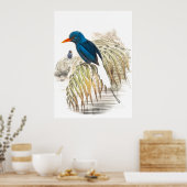 Gould Kingfisher Birds Poster (Keuken)
