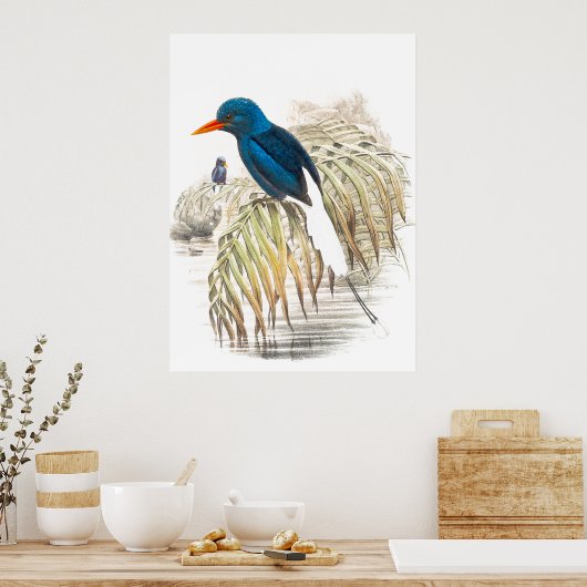 Gould Kingfisher Birds Poster (Keuken)