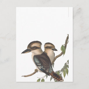 Gould Kookaburra Australiana Aankondigingskaart