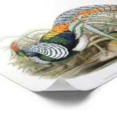 Gould - Lady Amherst's Pheasant Portfolio Poster (Hoek)