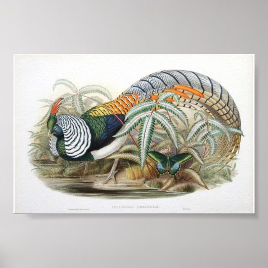 Gould - Lady Amherst's Pheasant Portfolio Poster (Voorkant)