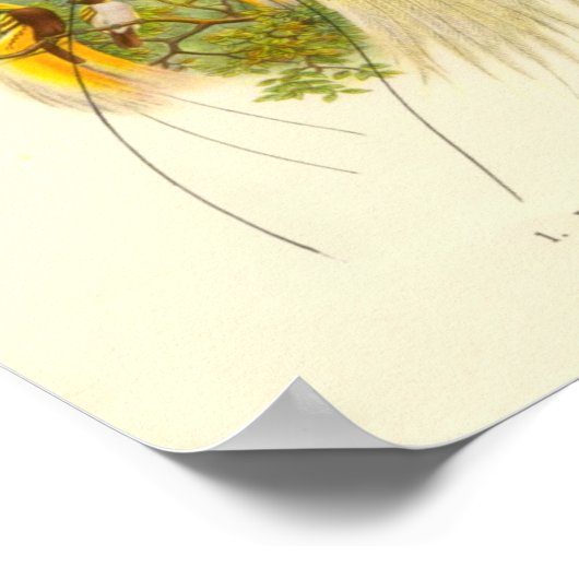 Gould - Lesser Bird of Paradise Portfolio Poster (Hoek)