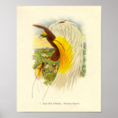 Gould - Lesser Bird of Paradise Portfolio Poster (Voorkant)