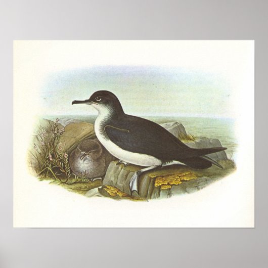 Gould - Manx Shearwater - Procellaria puffinus Poster (Voorkant)