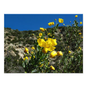 Gould Mesa Trail, CA Foto Afdruk
