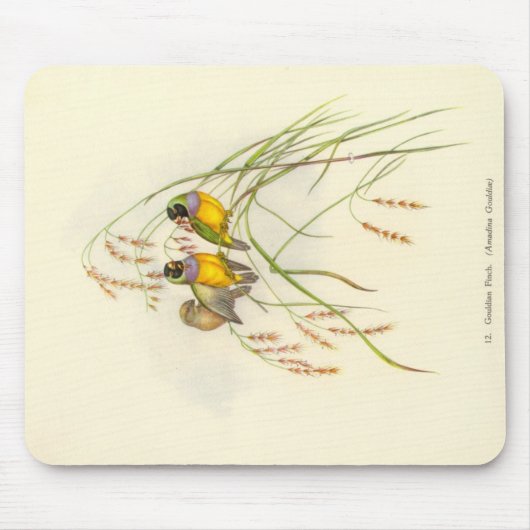Gould - Muismat Gouldian Finch (Voorkant)