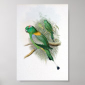 Gould — Racket-Tailed Parrot Poster (Voorkant)