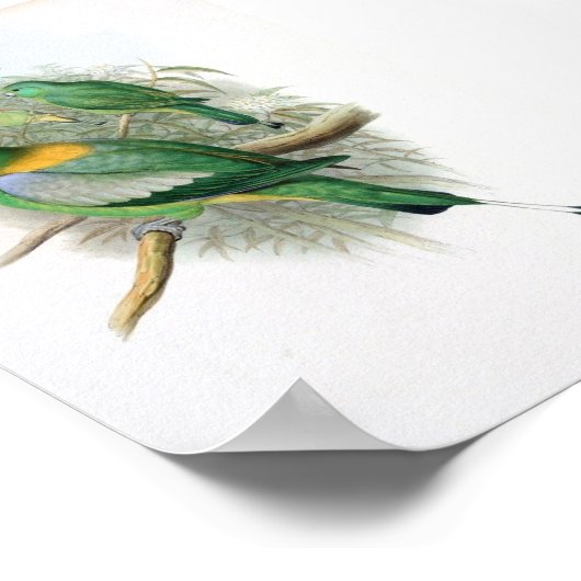 Gould — Racket-Tailed Parrot Poster (Hoek)