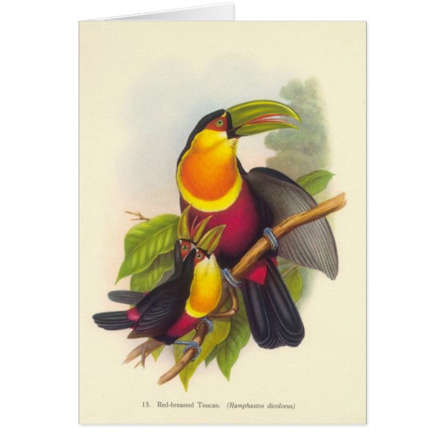 Gould - Red-Breasted Toucan (Voorkant)