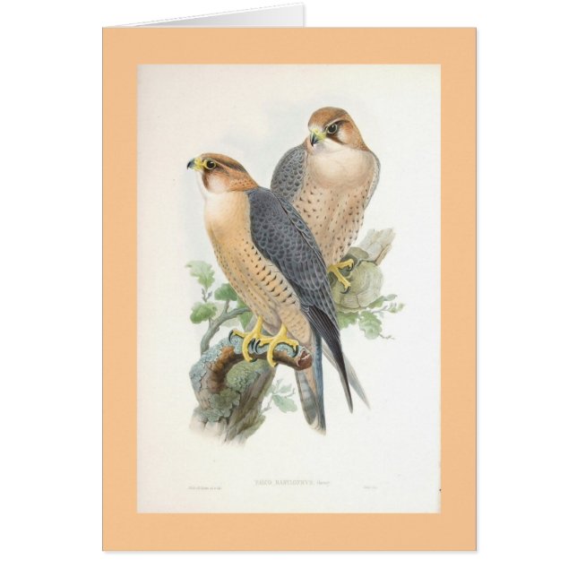Gould - Red-Naped Falcon (Voorkant)