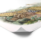 Gould - Reeve's fazant Portfolio Poster (Hoek)