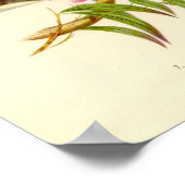 Gould - Roos-Breasted Cockatau Portfolio Poster (Hoek)