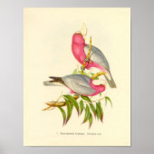 Gould - Roos-Breasted Cockatau Portfolio Poster (Voorkant)