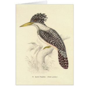 Gould - Spotted Kingfisher Card