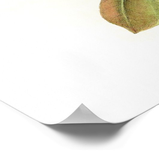 Gould Sunbird Birds Poster (Hoek)