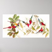 Gould Sunbird Birds Poster (Voorkant)