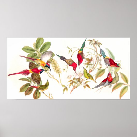 Gould Sunbird Birds Poster (Voorkant)
