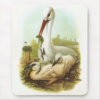 Gould - White Stork - Ciconia ciconia Muismat