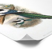 Gould - White-Winged Poster van de Magpie Portfoli (Hoek)