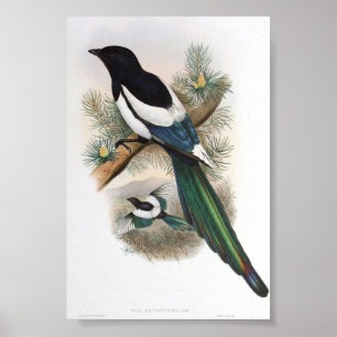 Gould - White-Winged Poster van de Magpie Portfoli