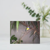 Gouldian Finch Briefkaart (Staand voorkant)