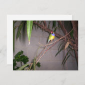 Gouldian Finch Briefkaart (Voorkant / Achterkant)