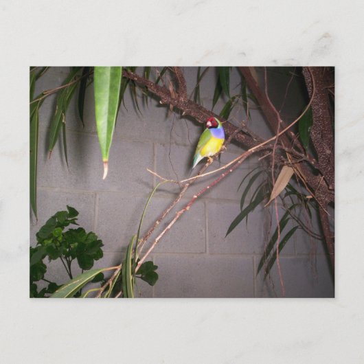 Gouldian Finch Briefkaart (Voorkant)