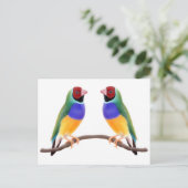 Gouldian Finch Friends Briefkaart (Staand voorkant)
