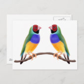 Gouldian Finch Friends Briefkaart (Voorkant / Achterkant)