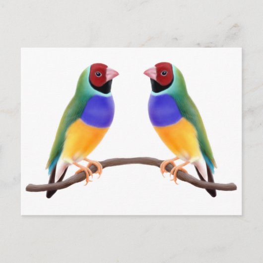 Gouldian Finch Friends Briefkaart (Voorkant)