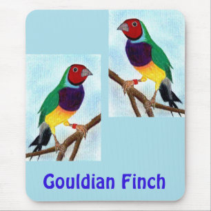 ~ Gouldian Finch ~ Original Art ~ Muismat