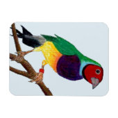 ~ Gouldian Finch ~ Originele Kunst ~ Magneet (Horizontaal)
