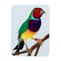 ~ Gouldian Finch ~ Originele Kunst ~