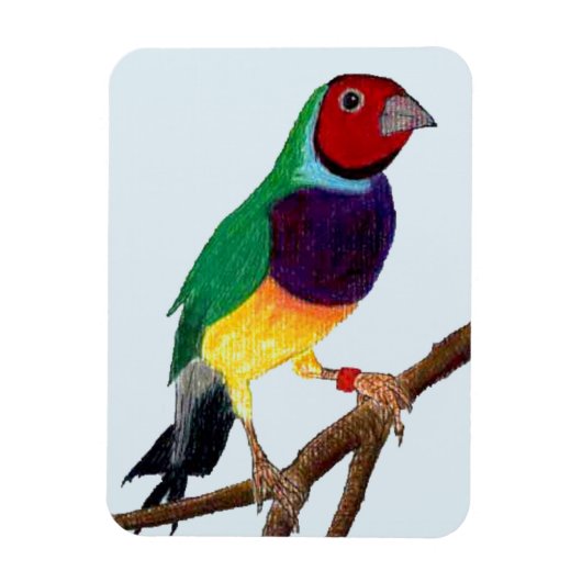 ~ Gouldian Finch ~ Originele Kunst ~ Magneet (Verticaal)