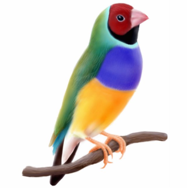 Gouldian Finch Ornament Fotobeeldje Ornament (Voorkant)