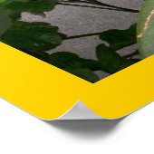 Gouldian Finch Poster (Hoek)