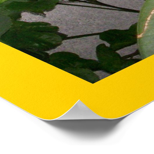 Gouldian Finch Poster (Hoek)