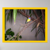 Gouldian Finch Poster (Voorkant)