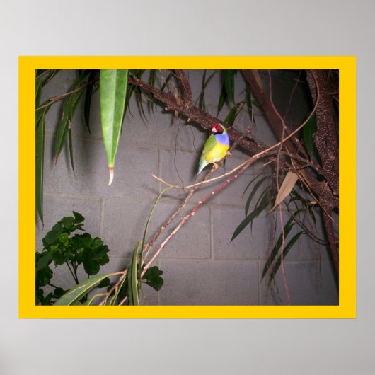 Gouldian Finch Poster (Voorkant)