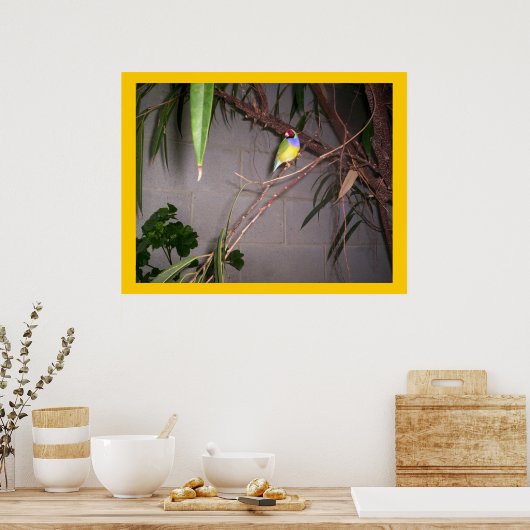 Gouldian Finch Poster (Keuken)